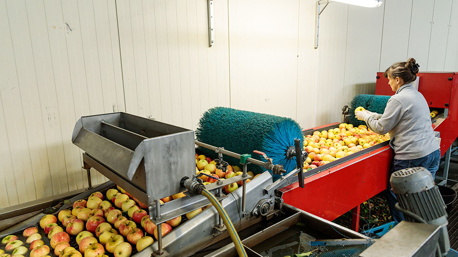 Sul nastro. Ogni giorno 80 tonnellate di mele percorrono l'impianto di cernita interno, che si estende su 40.000 metri quadri.