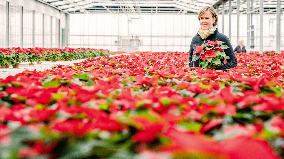 O čtyři měsíce později. Z řízků rostlin vznikly sazenice a nakonec zářivě červené vánoční hvězdy, které Inga Balke vypěstovala ve svém podniku v severním Německu a které v době Vánoc dennodenně prodává květinářstvím.