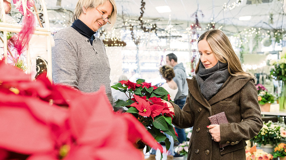 Campeão de vendas. Durante o tempo do Advento, a florista Andrea Biehl de Kaltenkirchen vende diariamente várias dezenas de poinsétias aos seus clientes.