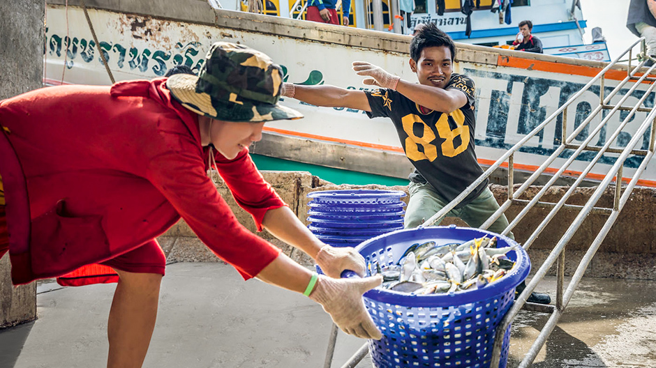 Täydet korit. Samut Sakhon Fish Market -kalatorilla, noin 45 kilometriä Bangkokista lounaaseen, nostetaan yöllä napattu saalis maihin.